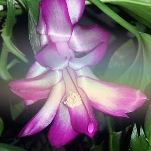 Meet your Posher, Jane